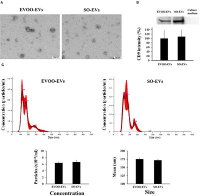 EVOO Promotes a Less Atherogenic Profile Than Sunflower Oil in Smooth Muscle Cells Through the Extracellular Vesicles Secreted by Endothelial Cells